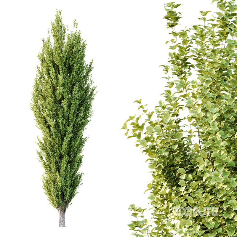 fagus sylvatica tree 14 Image 1