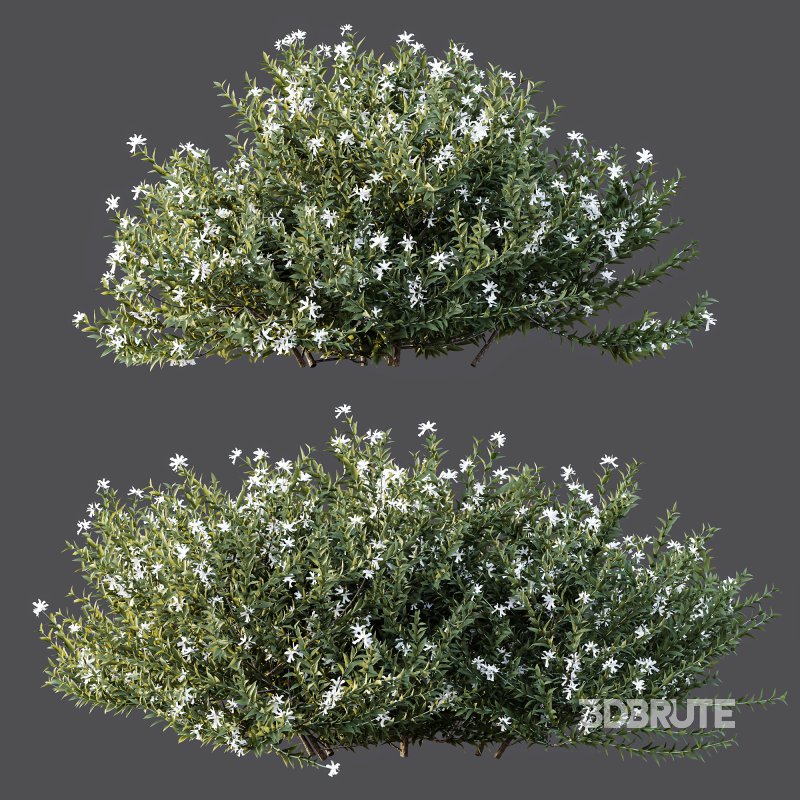 AV Gray Box Westringia Fruticosa Coastal Rosemary Flower Image 5