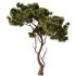 Pine tree Set34 - Thumbnail 1