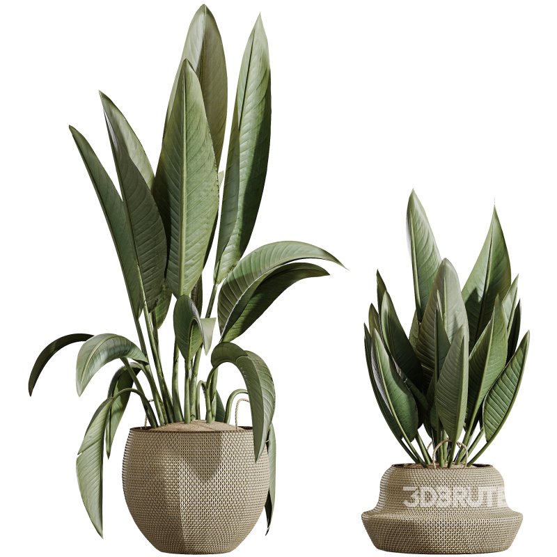 AV Indoor Plants Set 305 Banana Nicolai and Briful Pachira Aquatica and Yucca Aloifolia Image 1
