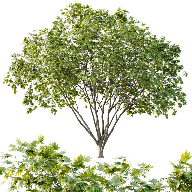 Different Trees 35 Image 6