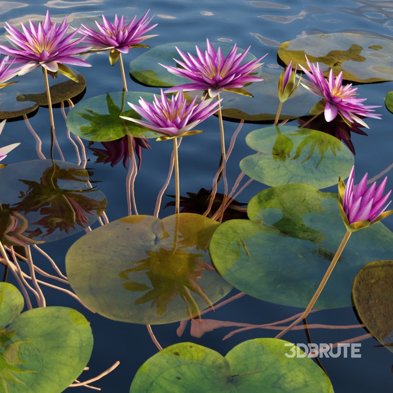 Nymphaea rubra – Water lily -Velutha ambal 02 Image 2