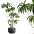 potted plant - Thumbnail 2