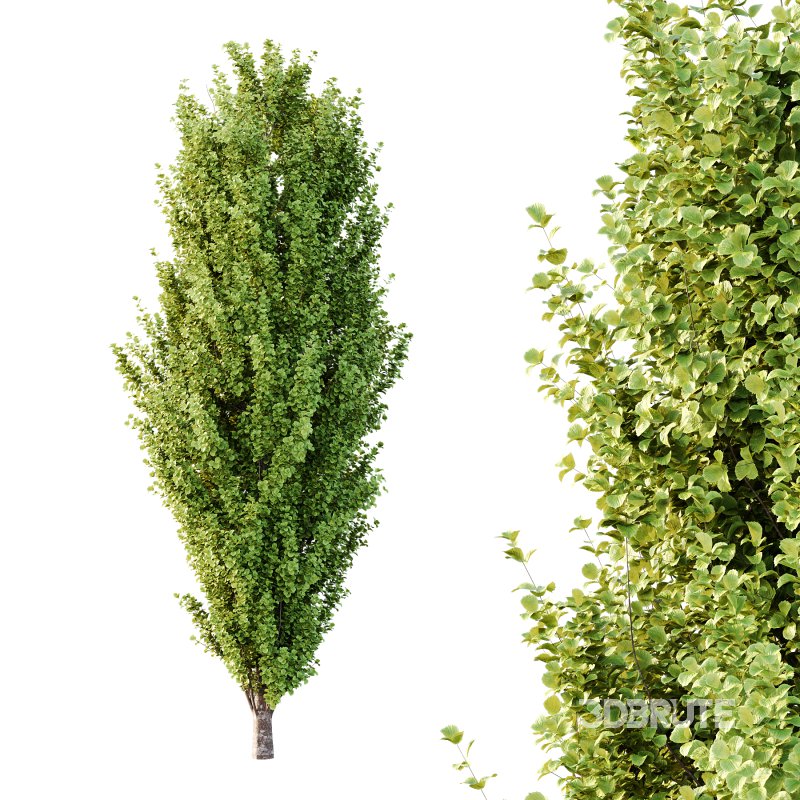 fagus sylvatica tree 15 Image 3