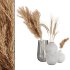 Pampas and Wheat Plant in Decorative Vase - Thumbnail 1