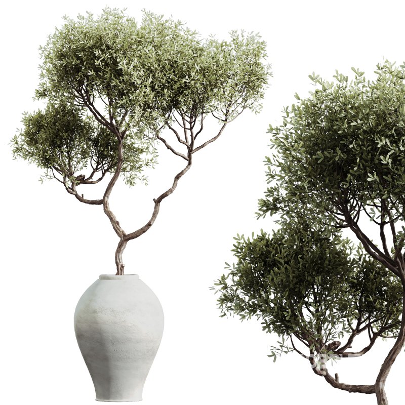 AV Indoor Plants Set 299 Japandi Ficus Dracaena Marginata and Mission Arbequina Olive Image 5