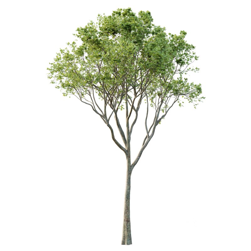 Different Trees 34 Image 1