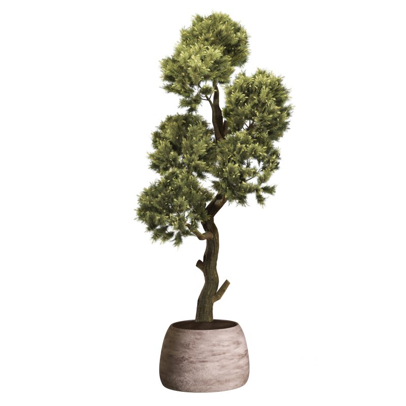 Topiary Ball in Pot Collection 012 Image 4