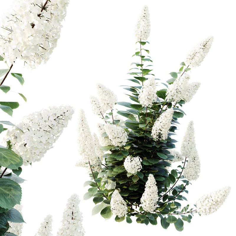 ntal shrub native to East Asia. It is admired for its large conical flower clusters that bloom from summer into autumn, shifting from creamy white to shades of pink, red, and purple as the season progresses. With its lush green foliage and vibrant seasonal transformation, this species is a favorite in decorative landscaping and architectural gardens. Image 1