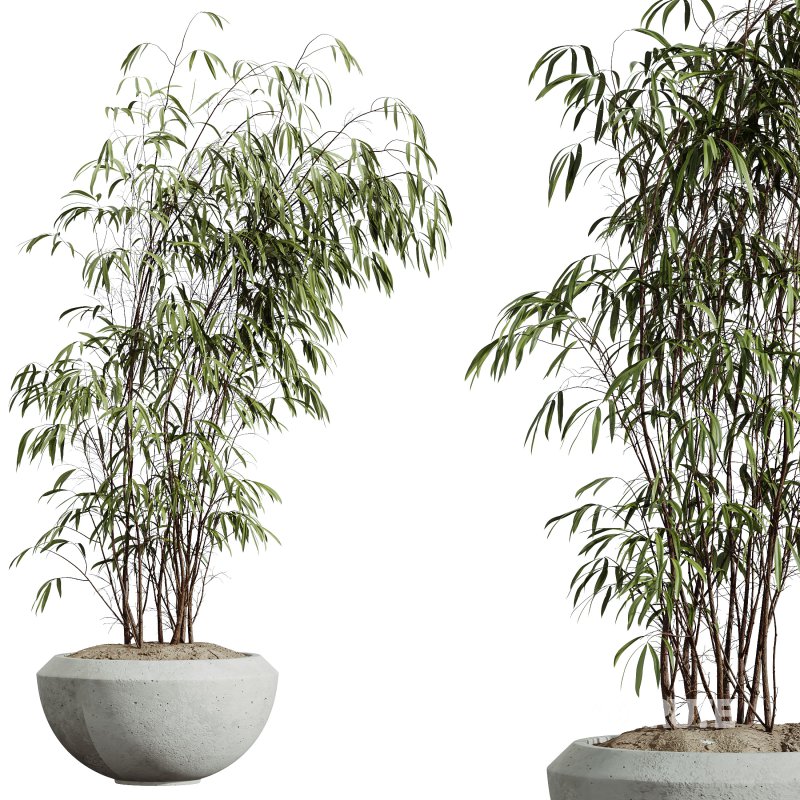 AV Indoor Plants Set 300 Japandi Decorative Minimalism Ficus Dracaena Marginata Image 6