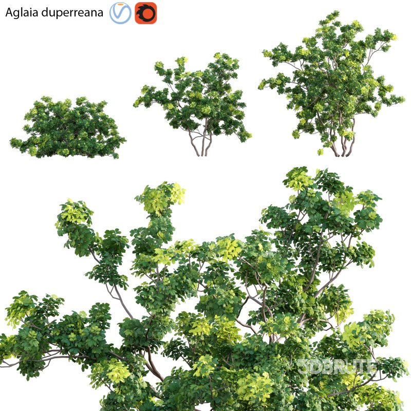 Aglaia duperreana 02 Image 1