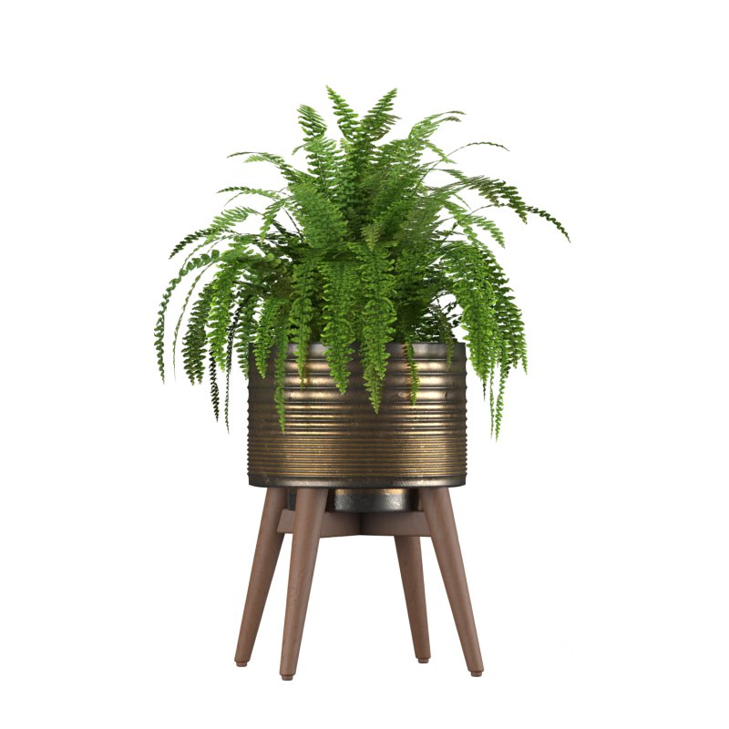 Fern Plant Set Image 4