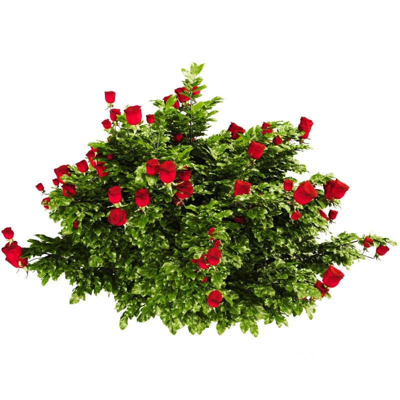 Rose Plant Set 015 Image 4