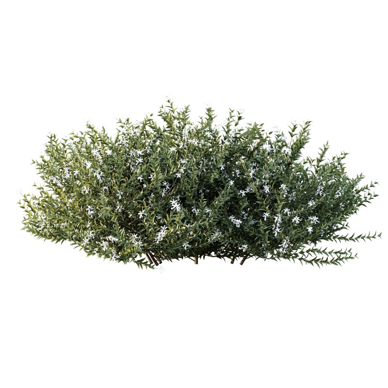 AV Gray Box Westringia Fruticosa Coastal Rosemary Flower Image 1
