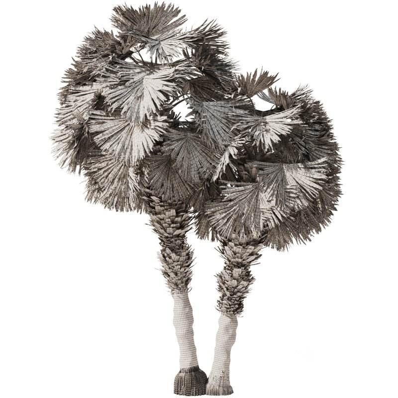 Palm tree Set33 Image 6