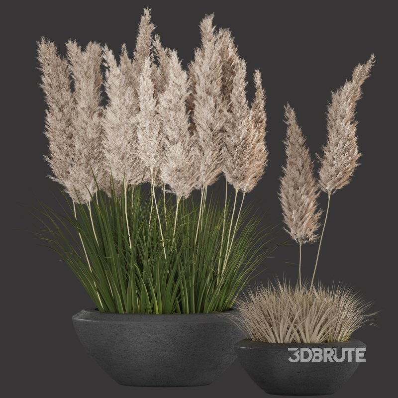 Pampas and Grass in Pot Image 3
