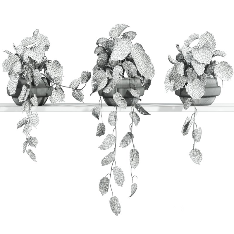 plants on shelf Image 3