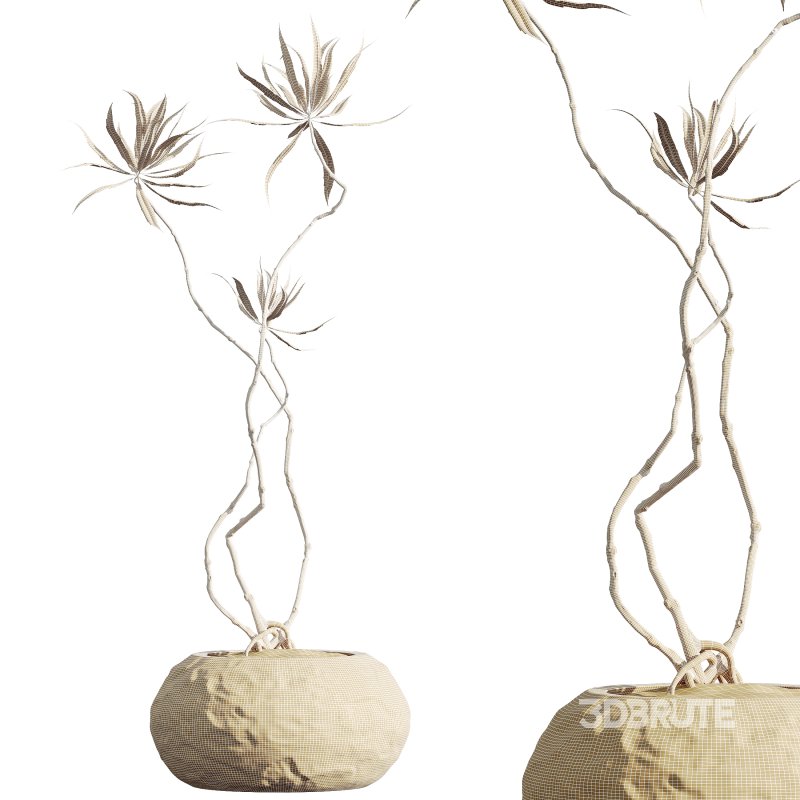 AV Indoor Plants Set 299 Japandi Ficus Dracaena Marginata and Mission Arbequina Olive Image 10