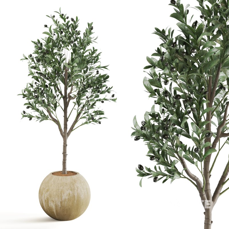 Indoor Plant Olive Image 2