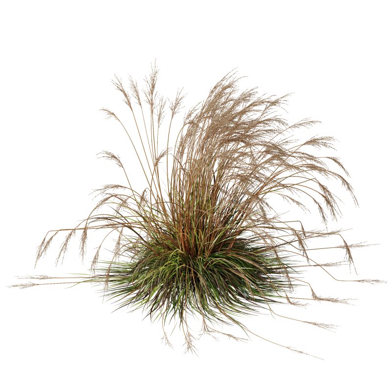 ntal species native to the moorlands and meadows of Europe. Image 4