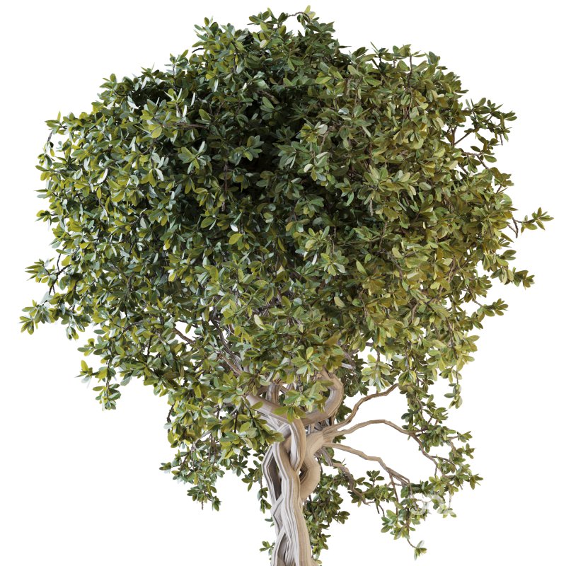 Indoor Plant Set 03 Image 5