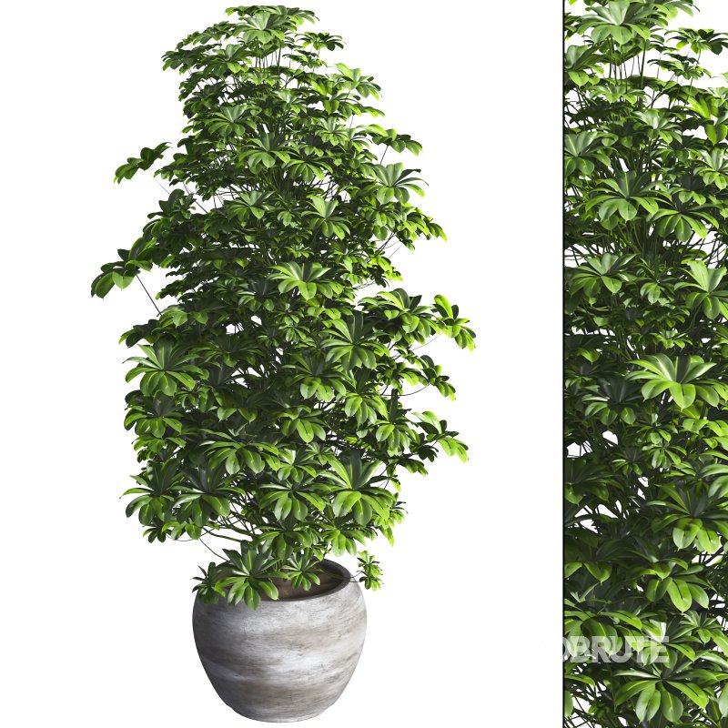 Indoor Plant 011 Image 1