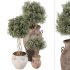 Outdoor Tree Collection in Pot 02 - Thumbnail 3