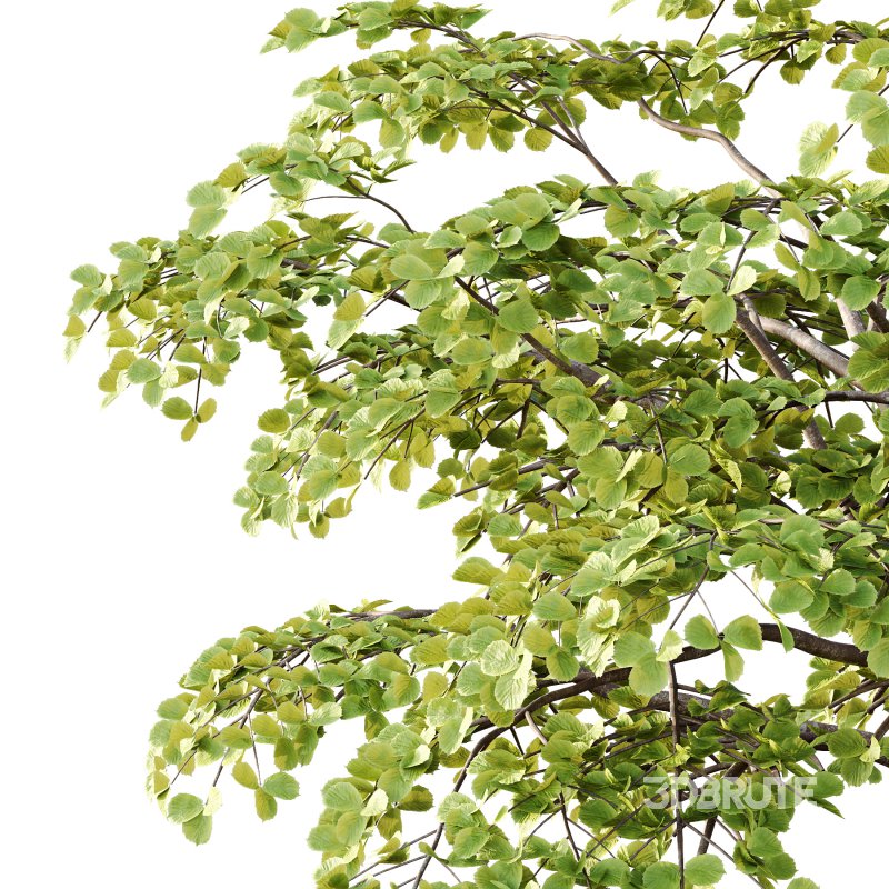 Different Trees 40 Image 5