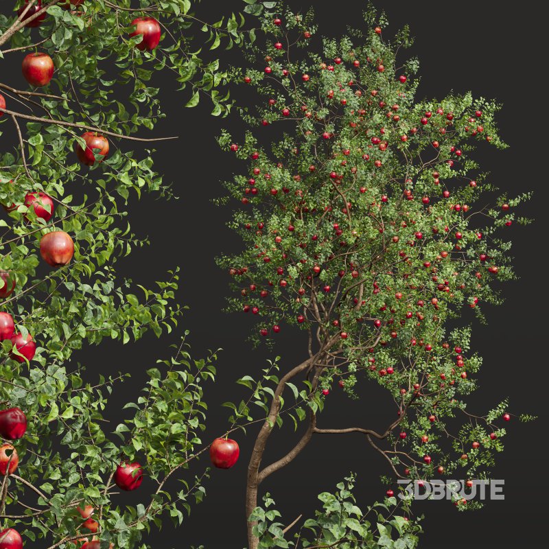 AV Fruit Trees Diospyros Kaki Persimmon and Malus Pumila Apple Red Image 3