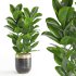Indoor Plant Rubber Ficus - Thumbnail 4