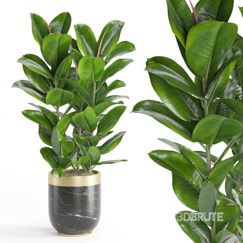 Indoor Plant Rubber Ficus Image 4