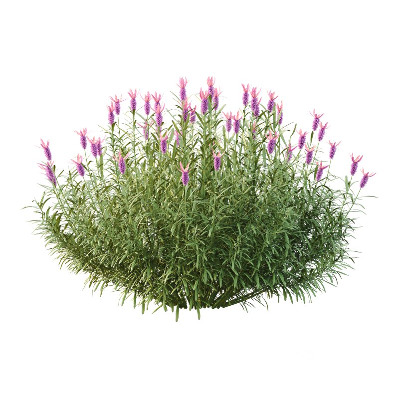 plant bush Flower Lavandula Stoechas 03 Image 1