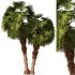 Palm tree Set33 - Thumbnail 1