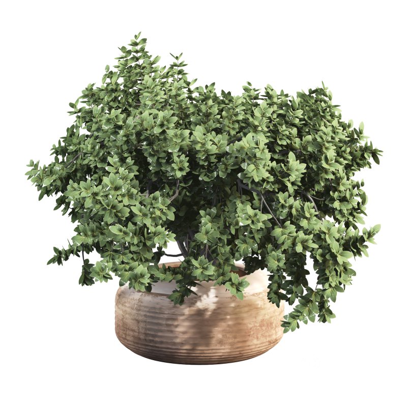 Outdoor Bush Collection in Pot 08 Image 4