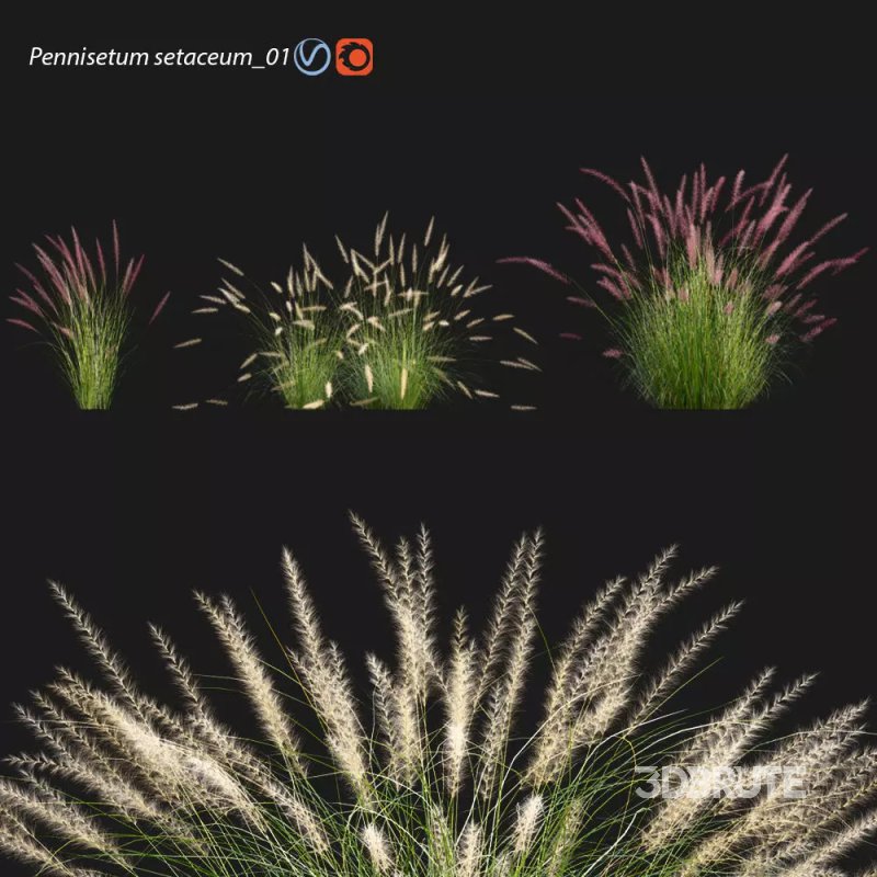 Pennisetum setaceum_01 Image 1