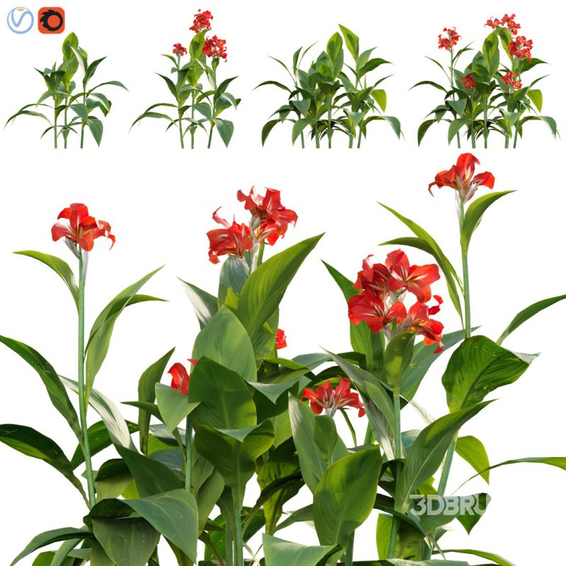 Canna – canna lily-01 Image 1