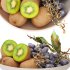 bowl of black grapes and kiwi fruit - Thumbnail 3