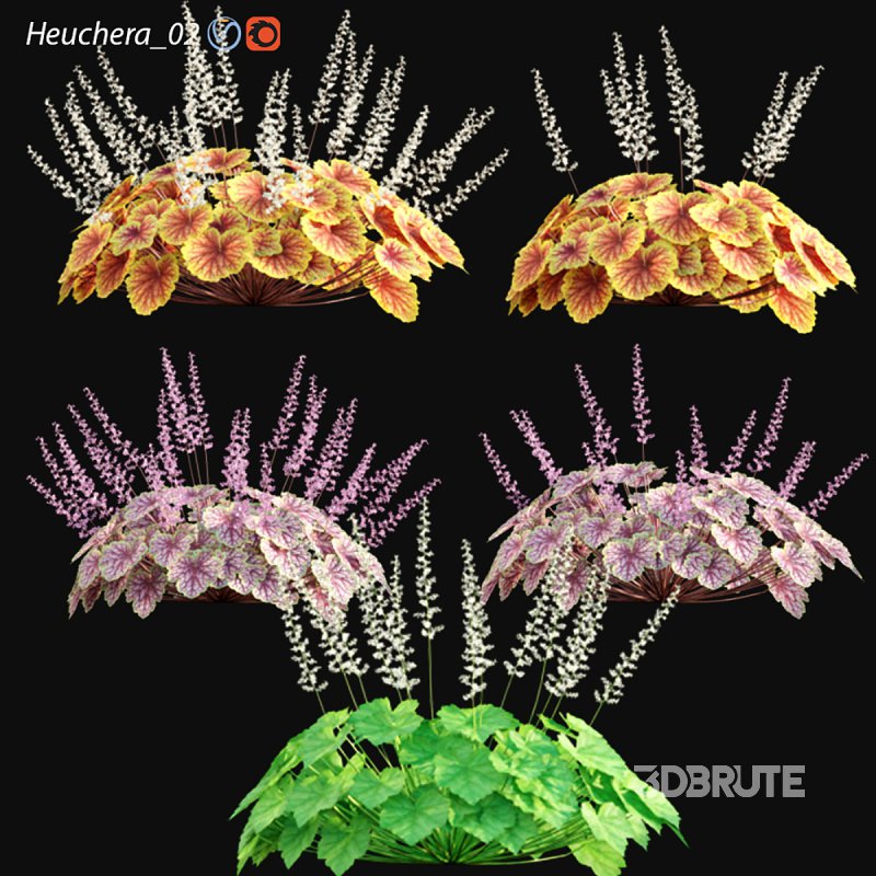 Heuchera – Coral Bells 02 Image 1