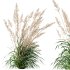 AV Plants Cortaderia Selloana and Nassella Tenuissima Fruit grasses - Thumbnail 7