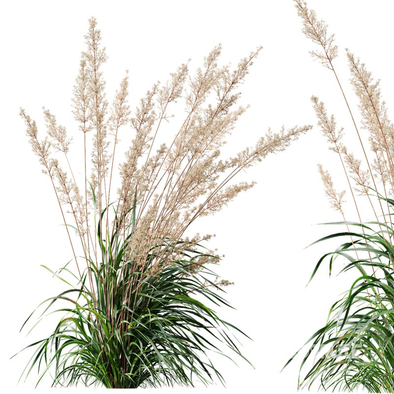 AV Plants Cortaderia Selloana and Nassella Tenuissima Fruit grasses Image 7