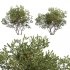 Diospyros ferrea_01 - Thumbnail 1