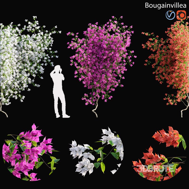 Bougainvillea – 02 Image 1