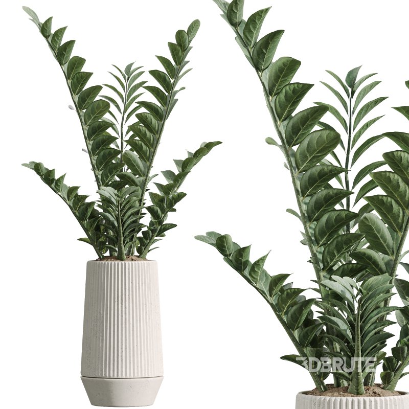 AV Indoor Plants Set 301 Zamiifolia and Schefflera Umbrella and Ficus Microcarpa Image 1