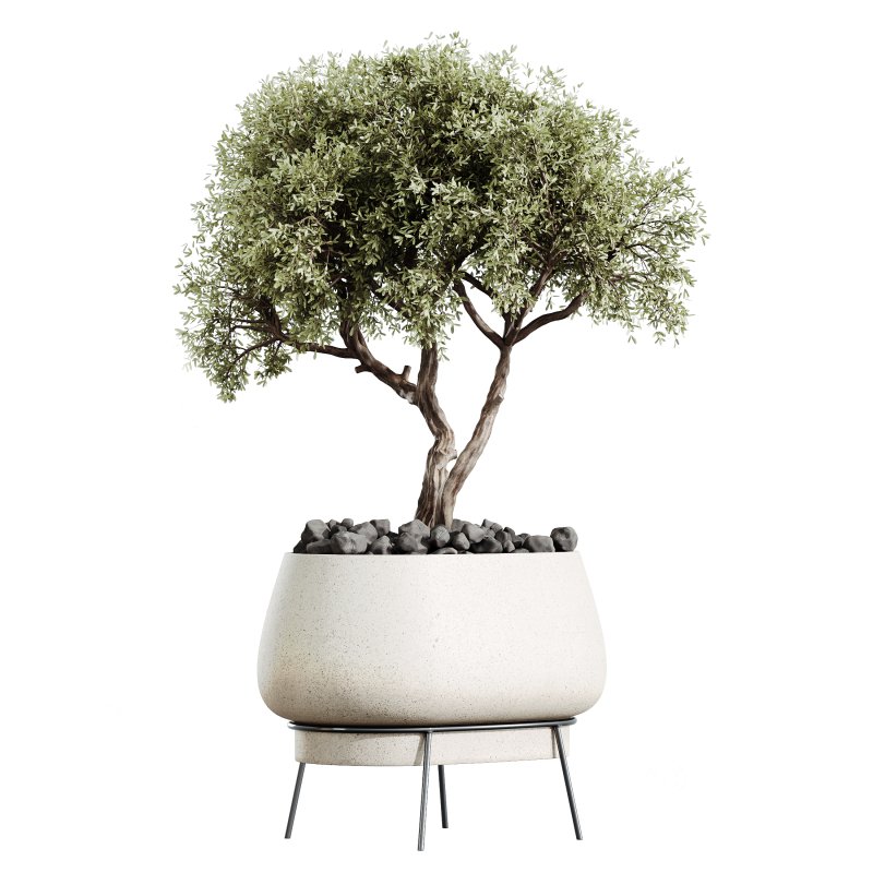 AV Indoor Plants Set 302 Mission Kalamata Leccino Arbequina Wilsonii olive Image 1