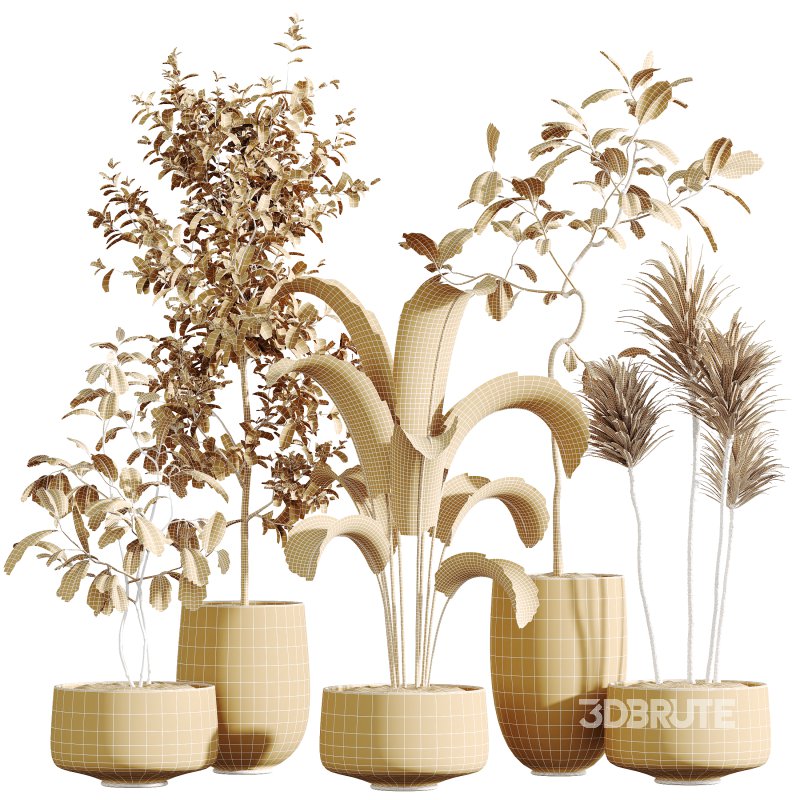 ntal but also grounded in heritage: the olive tree—native to southern Europe and symbolic of peace—brings timeless charm, while the banana and yucca infuse subtropical dynamism. The included Ficus species are prized for indoor air purification and their graceful, branching architecture. Image 5