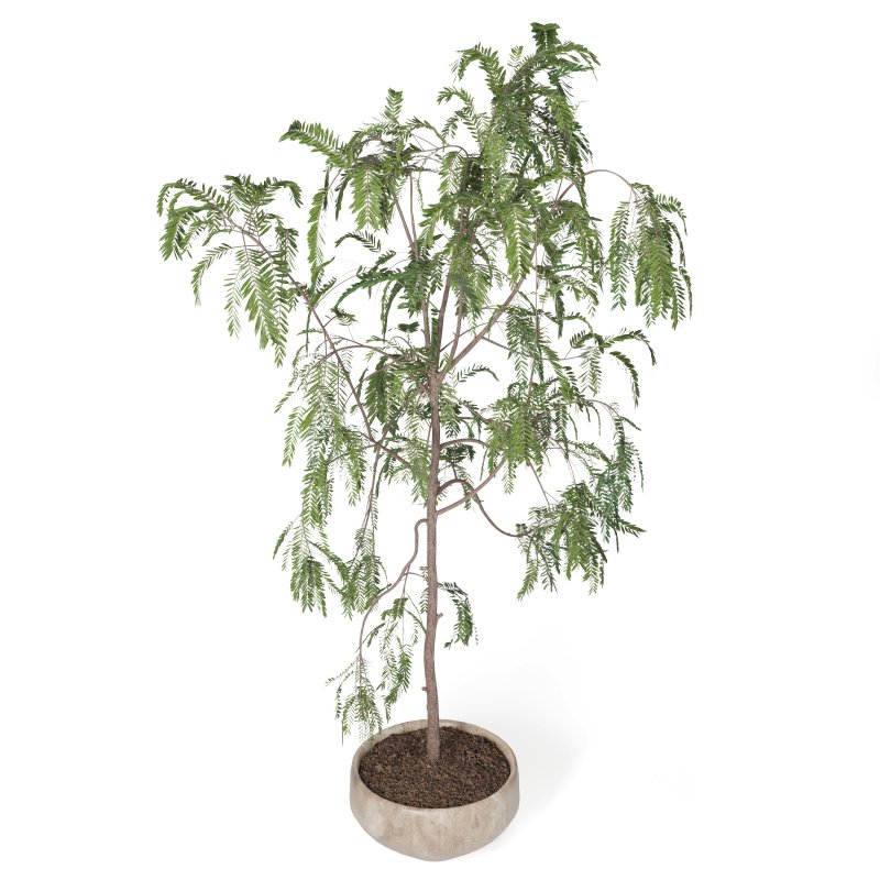 Indoor Plant Suamei Image 3