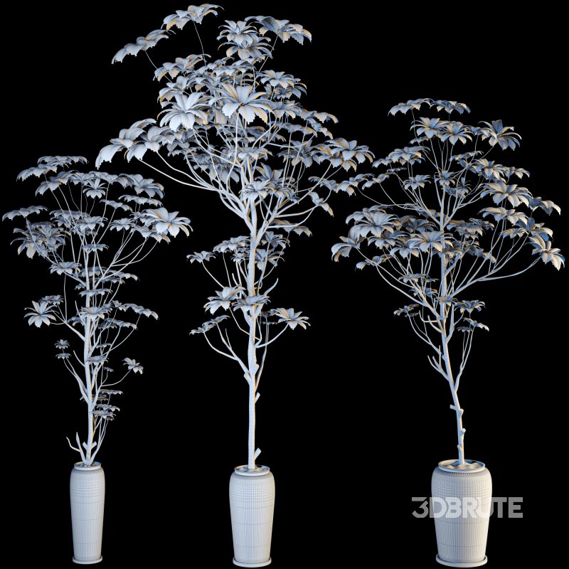 indoor plant 010 Image 6