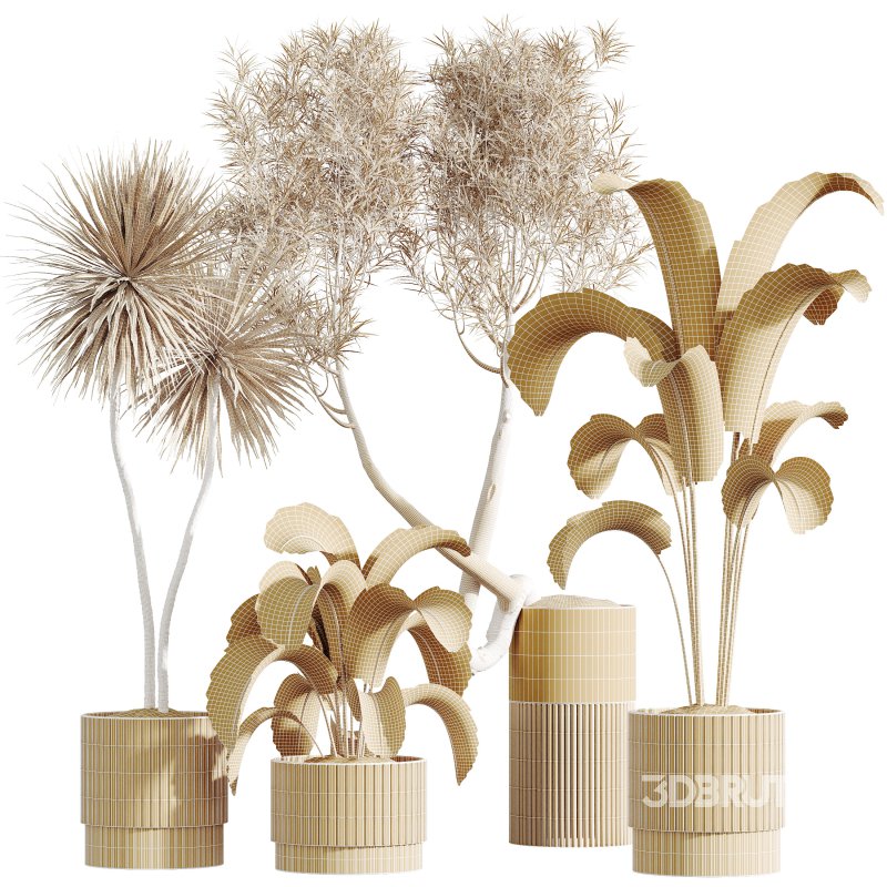 AV Indoor Plants Set 284 Banana Nicolai Yucca Palm Ficus Marginata Image 10