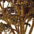 fagus sylvatica tree 11 - Thumbnail 3