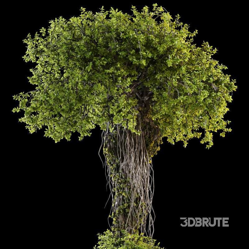 Ivy Branches in Cement Pot Image 5